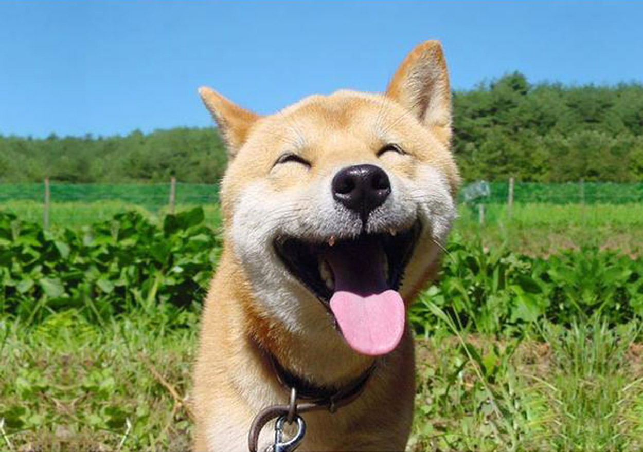 Fotos de la lengua de los perros divertidas