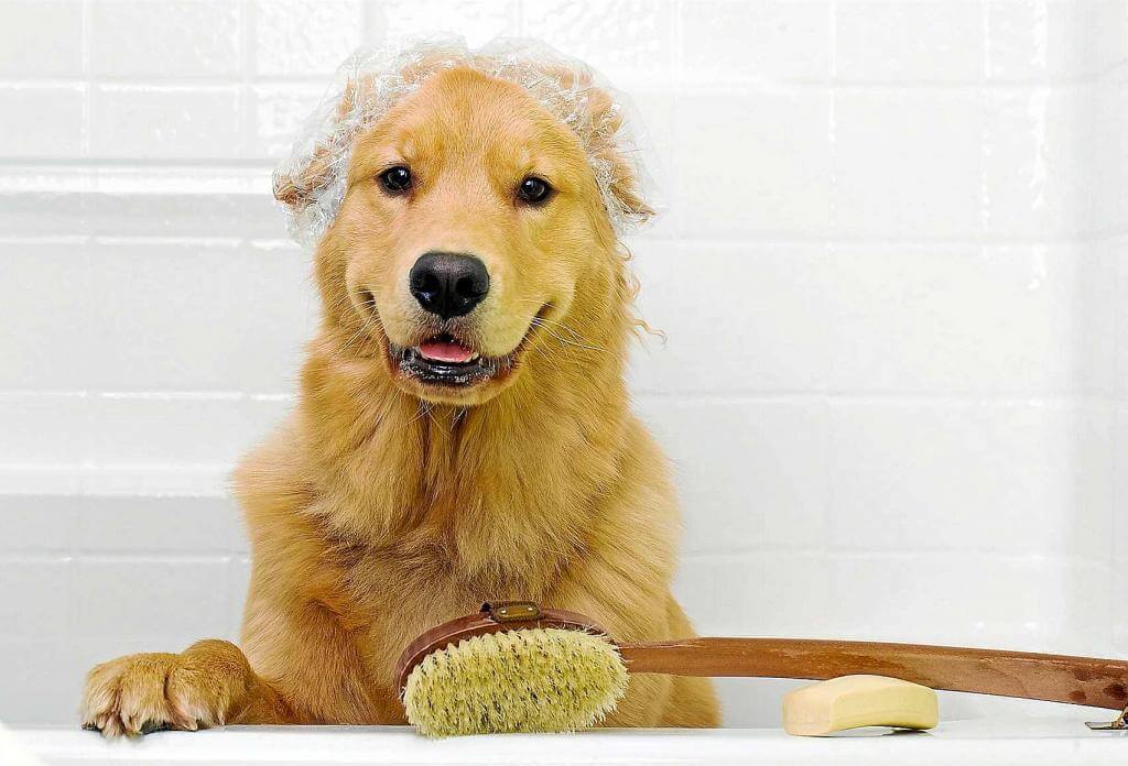 ¿Cópmo bañar a mi perro?