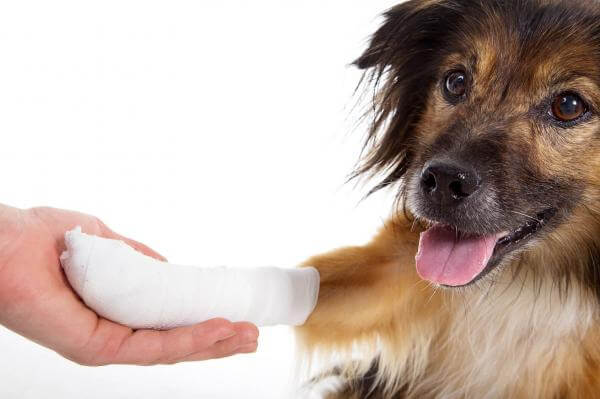 Consejos para curar lesiones en perros