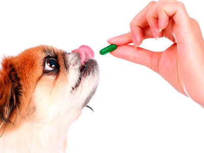 Tratamiento veterinario para el cancer en perros
