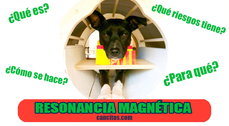 Que es la resonancia magnética en perros