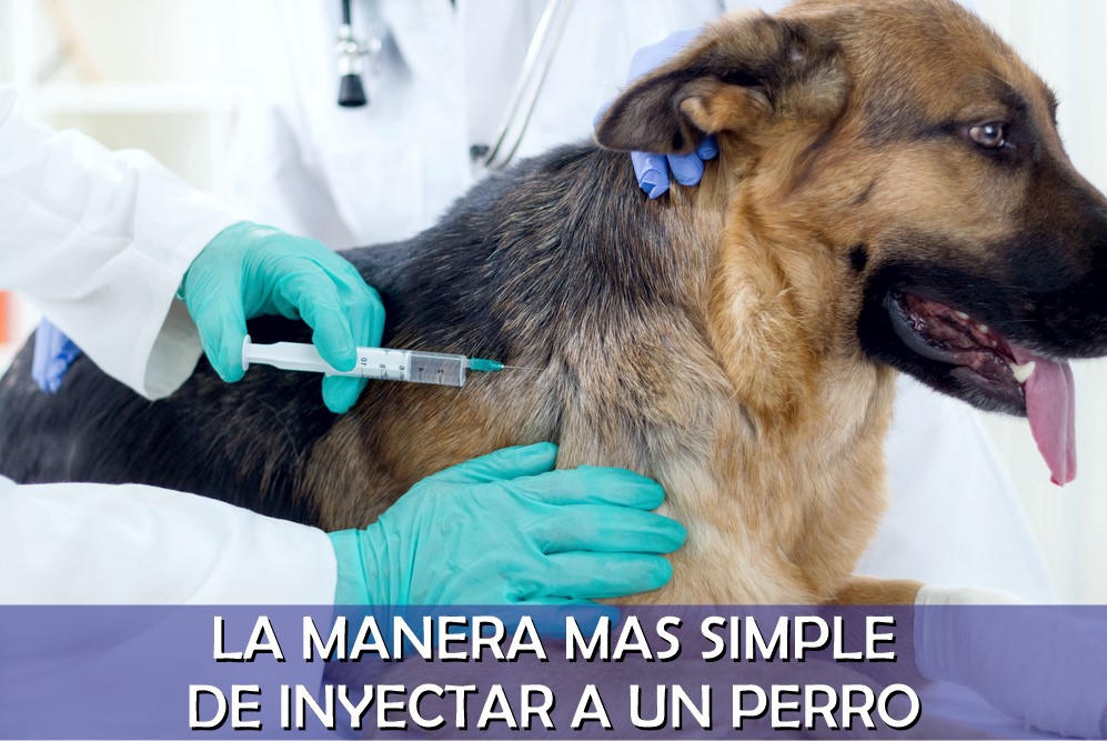 Inyecciones para perros