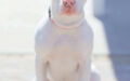 Foto de perro pitubull albino