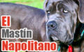 Imágenes de perros mastín Napolitano