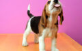 Fotos de perros Beagle y sus cualidades